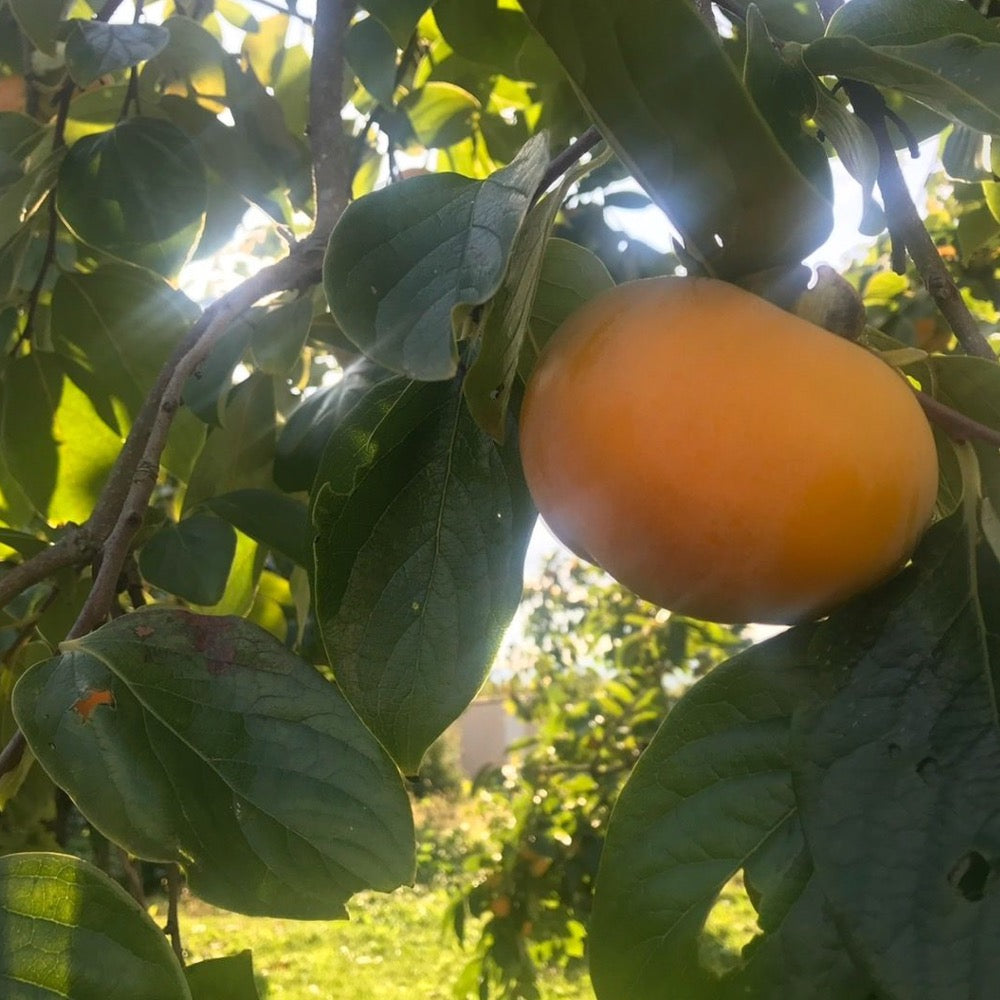 【皇室献上柿】　会津みしらずのあんぽ柿　6個入