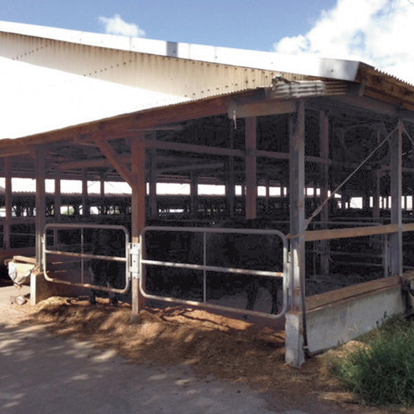 オリーブ牛 ロースステーキ（170g×4枚）