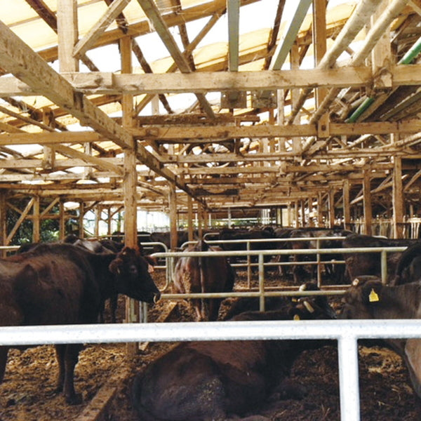 くまもと黒毛和牛「和王」しゃぶしゃぶ用（肩ロース450g）