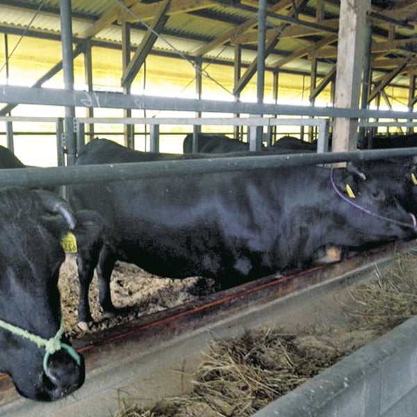 くまもと黒毛和牛「和王」しゃぶしゃぶ用（肩ロース450g）