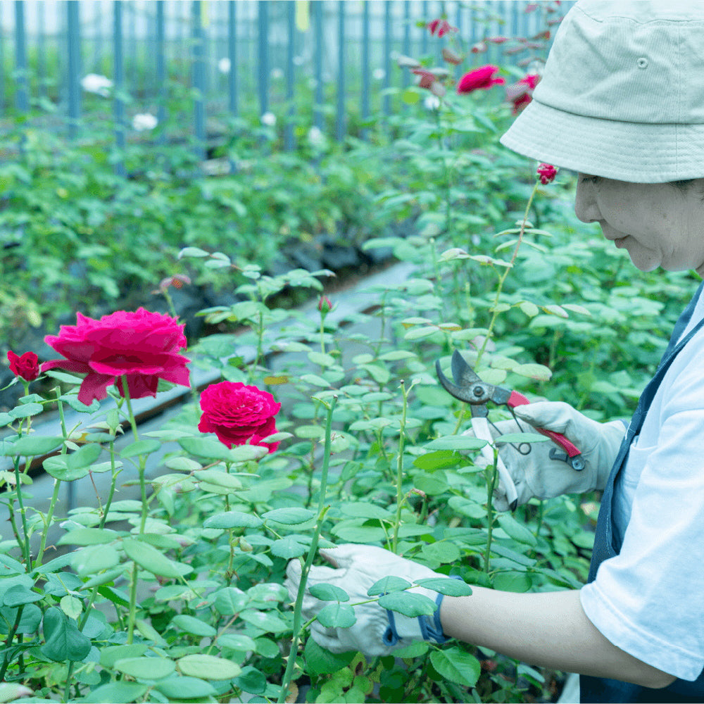 【ギフトカード】食べられるバラ農園 ROSE LABO ローズアロマ バスソルト