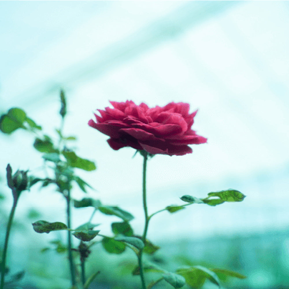 【ギフトカード】食べられるバラ農園 ROSE LABO ローズブルーム バスソルト