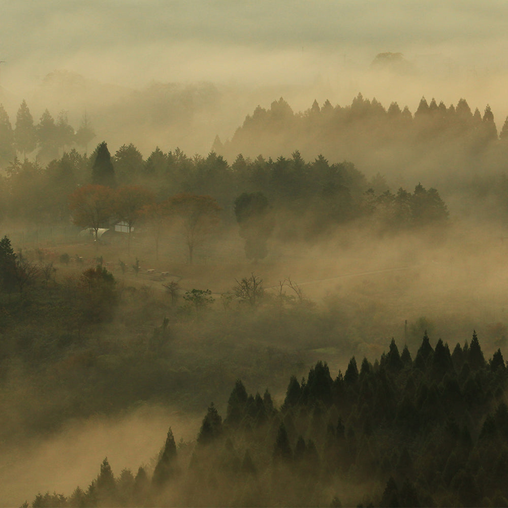 半なま　京蕎麦(丹波ノ霧・そば宝)味くらべセットＣ【半生蕎麦2種 計6人前】