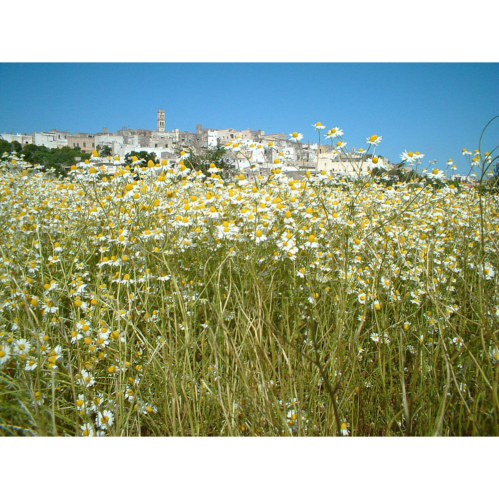 ハーブスピリッツ　ギフトセット【2種 x 500ml】