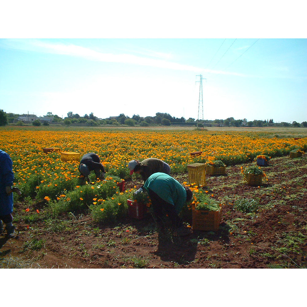 ハーブスピリッツ　ギフトセット【2種 x 500ml】