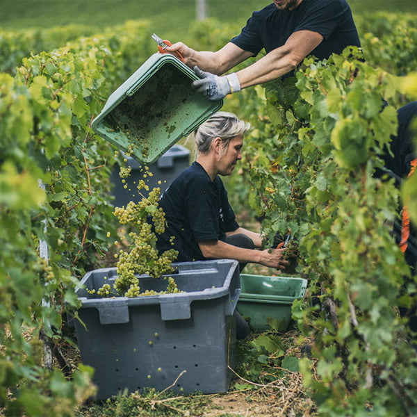 モエ・エ・シャンドン アイス アンペリアル ロゼ  750ml　6本