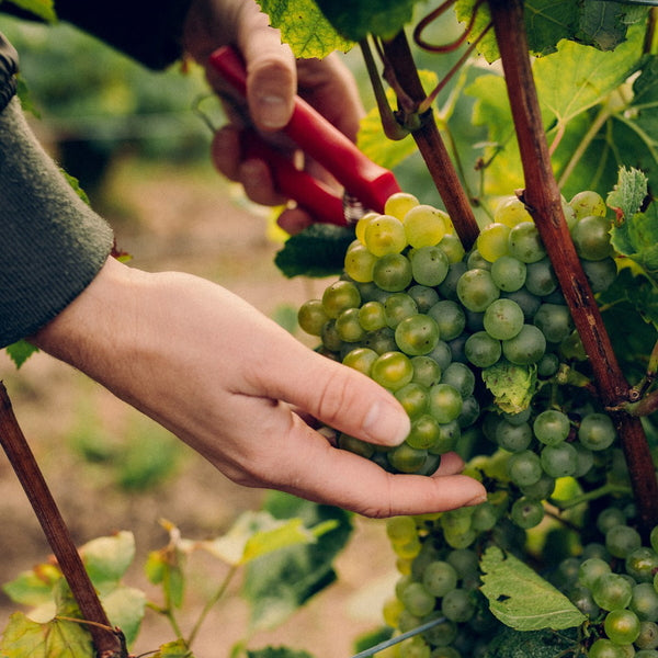 モエ・エ・シャンドン グラン ヴィンテージ ロゼ 2016 箱入 750ml　6本