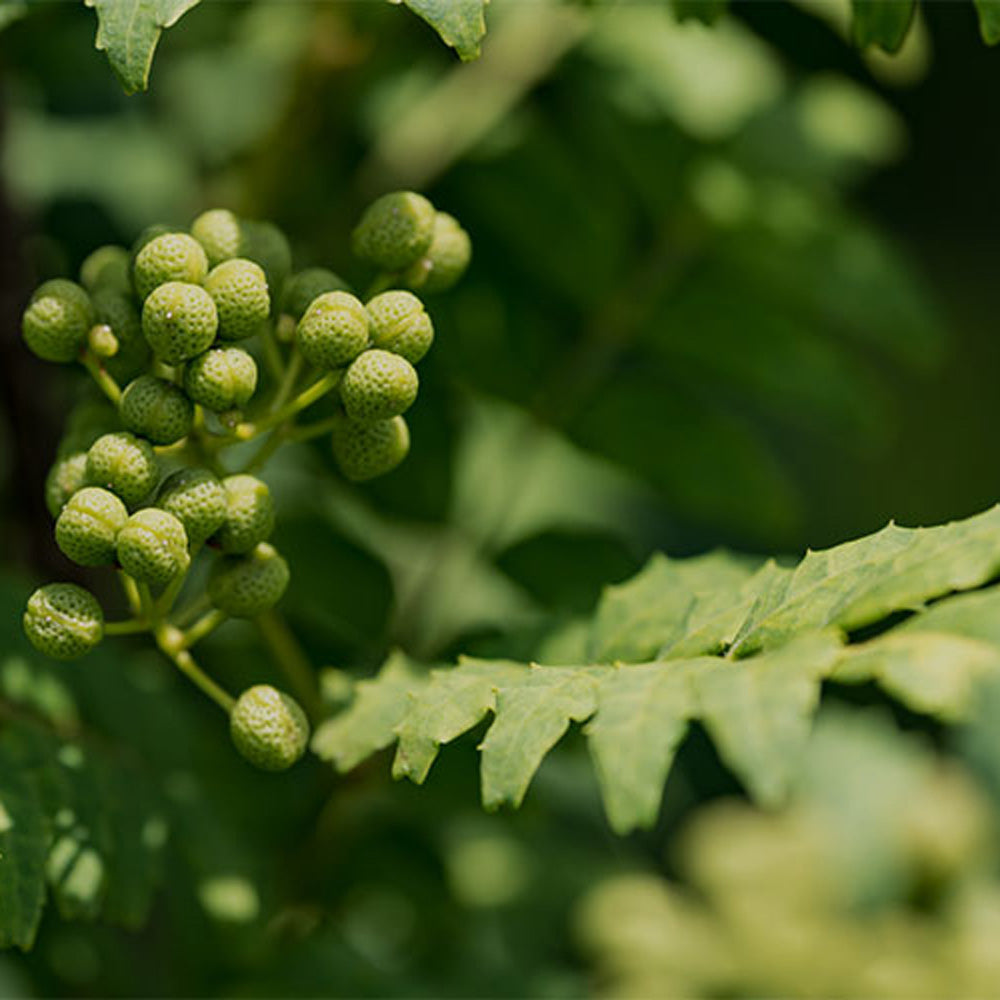 【ギフトカード】山梨発クラフトビール 馨和KAGUA(カグア)3種飲み比べ 6本(Rouge・Blanc・Saison)