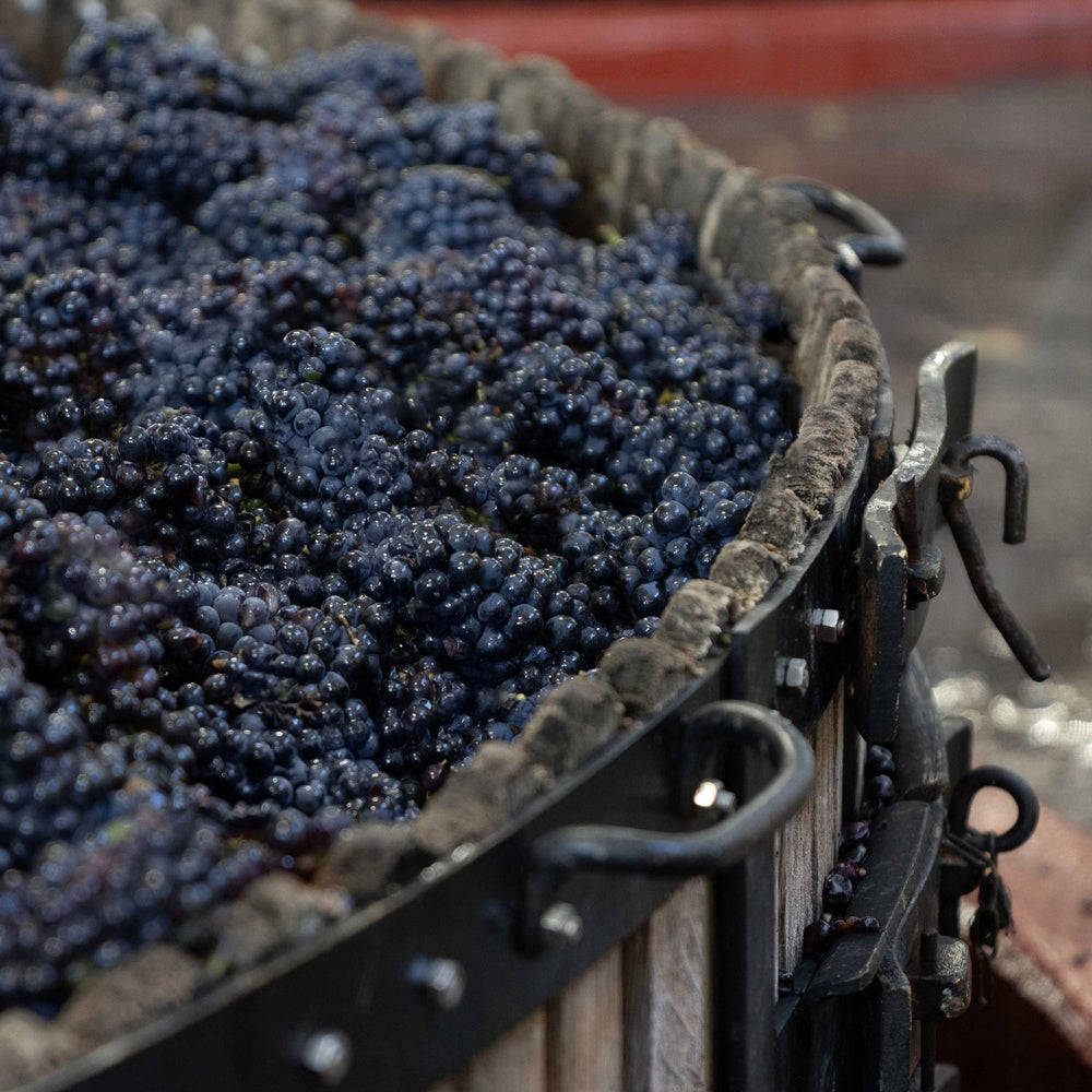 【ギフトカード】1827年創業シャンパーニュ メゾン マム グラン コルドン 箱入 750ml