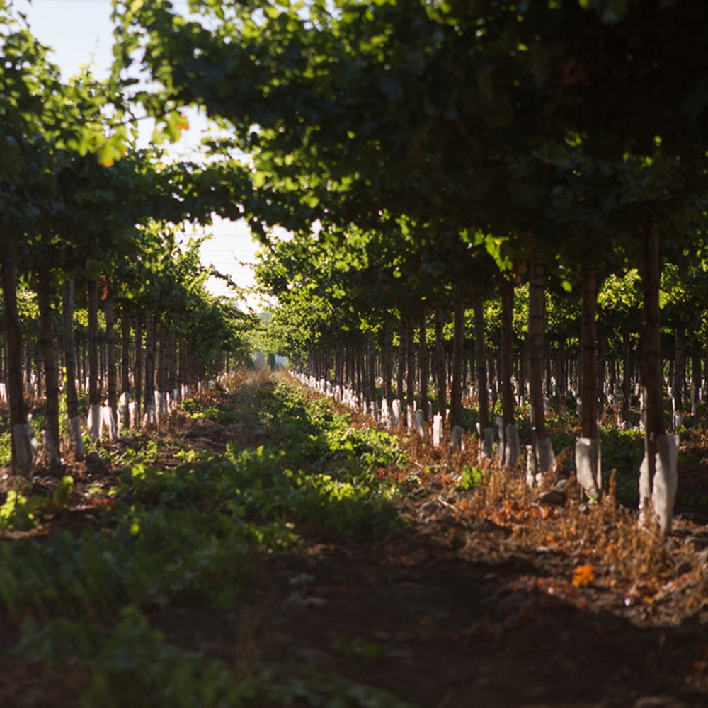 【ギフトカード】アロモ ソーヴィニョン ブラン チリ(白ワイン)