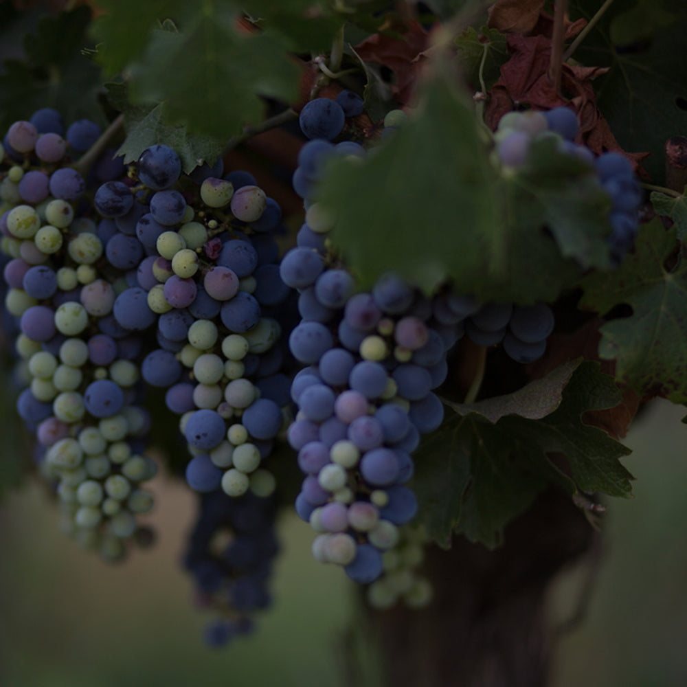 【ギフトカード】アロモ ヴィオニエ チリ(赤ワイン)