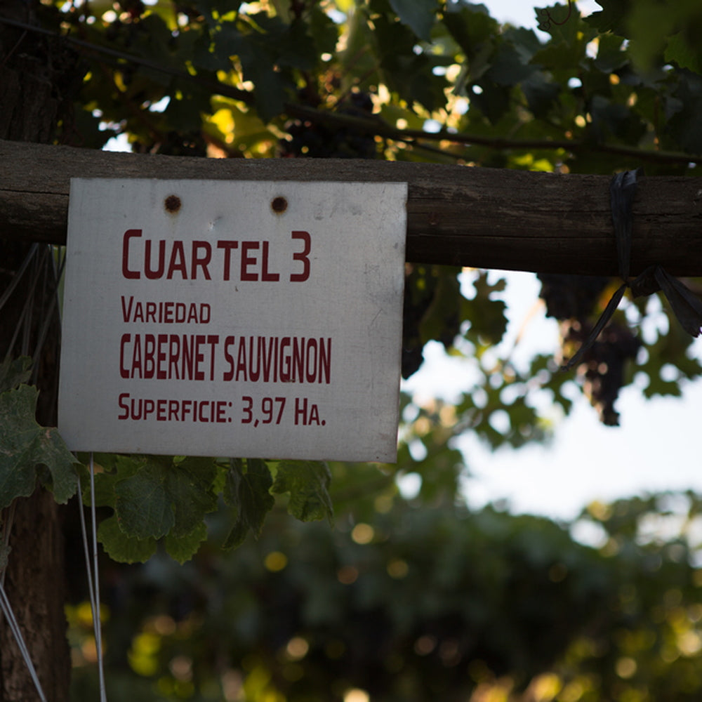 【ギフトカード】アロモ カベルネ ソーヴィニョン チリ(赤ワイン)