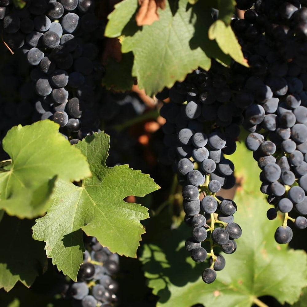 【ギフトカード】ヌーガン エステート 3G シラーズ オーストラリア(赤ワイン)