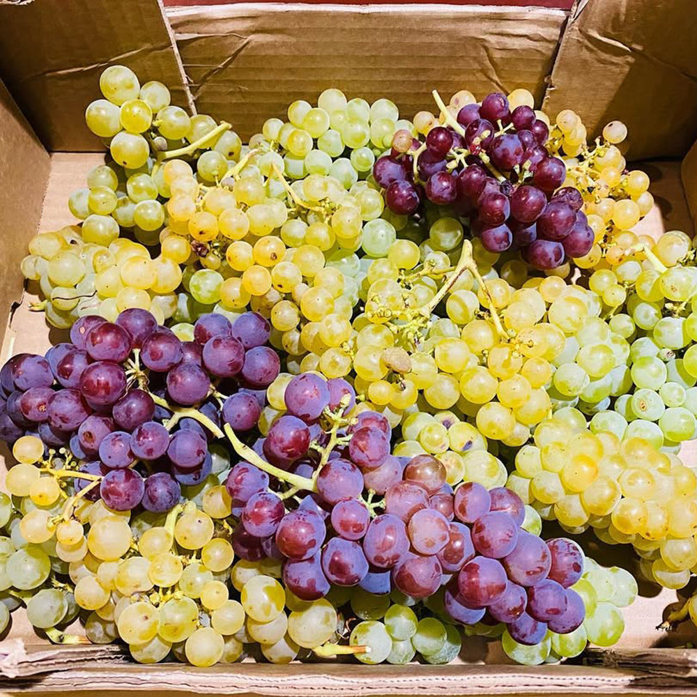 【ギフトカード】ドップ エ イリオン ピノノワール フランス(赤ワイン)