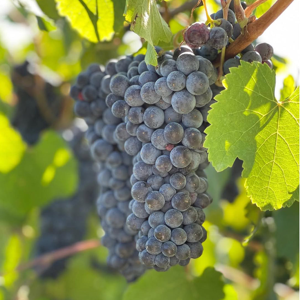 【ギフトカード】ランブルスコ グラスパロッサ イタリア(赤・スパークリングワイン)