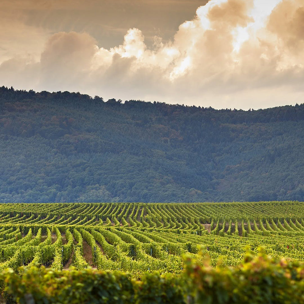 【ギフトカード】ドップ エ イリオン フランス(白・スパークリングワイン)