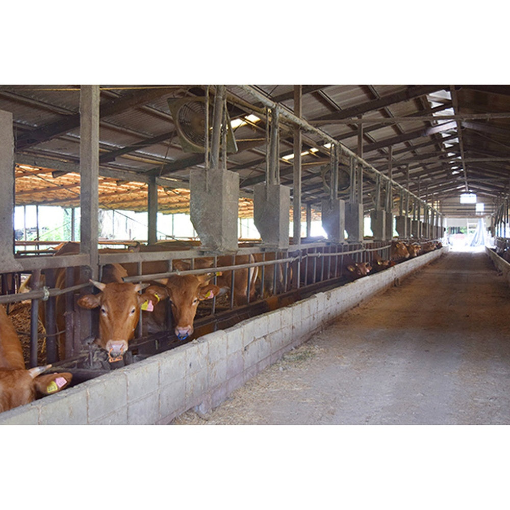 くまもとあか牛の切落し