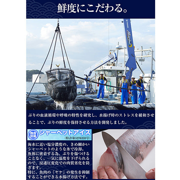 産地直送！活〆黒瀬ぶり フィーレ