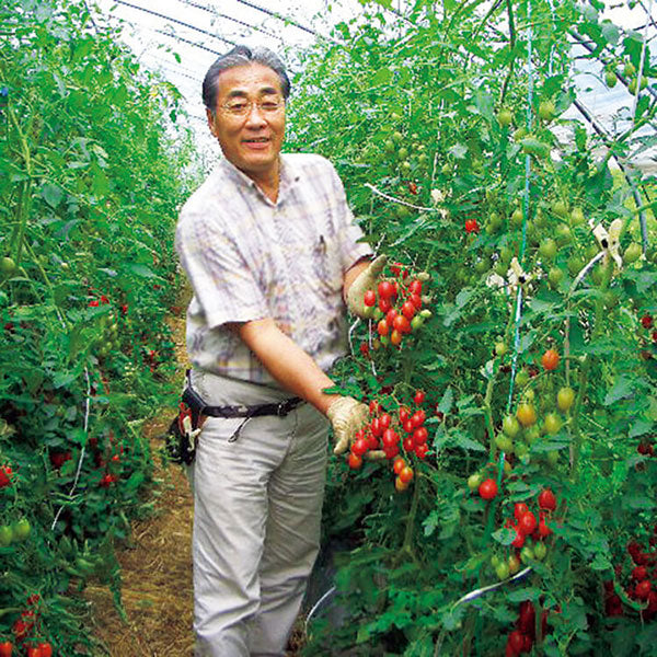 有機トマトジュース(無塩)500ml【3本セット】