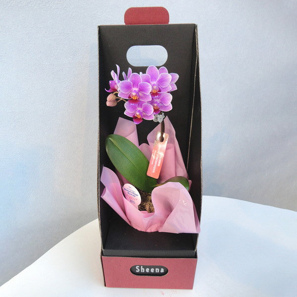 【ギフトカード】マイクロ胡蝶蘭 2WAYBOX入り(2.5号鉢1本立ち 淡ピンク)