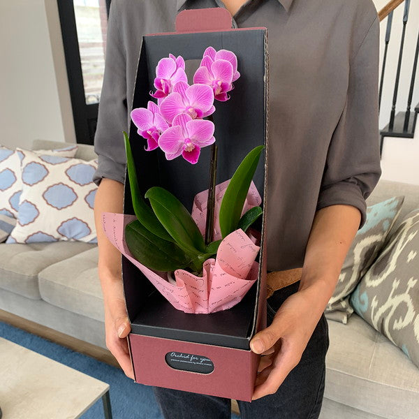 【ギフトカード】マイクロ胡蝶蘭 2WAYBOX入り(2.5号鉢1本立ち 淡ピンク)