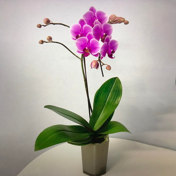 【ギフトカード】シェアオーキッド・10人分(10号鉢10本立ち 濃ピンク)